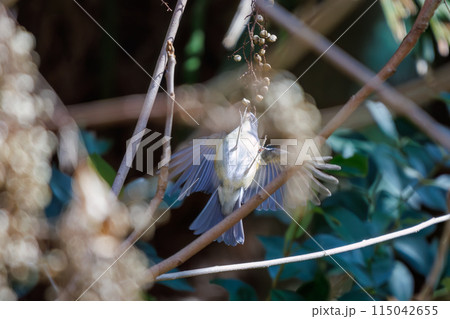 木の実を食べるために羽ばたいて飛び立つ幸せの青い鳥、可愛いルリビタキ（ヒタキ科）。 115042655