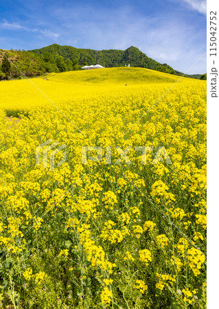 三ノ倉高原菜の花畑 115042752
