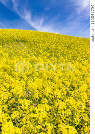 三ノ倉高原菜の花畑 115042754