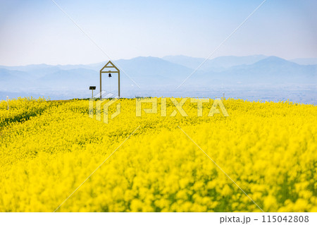 三ノ倉高原菜の花畑 115042808