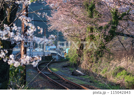 静岡県島田市 家山の桜 2024年 静岡県島田市 家山の桜 2024年 115042843