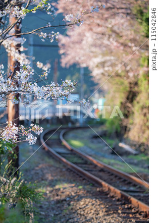 静岡県島田市 家山の桜 2024年 静岡県島田市 家山の桜 2024年 115042846