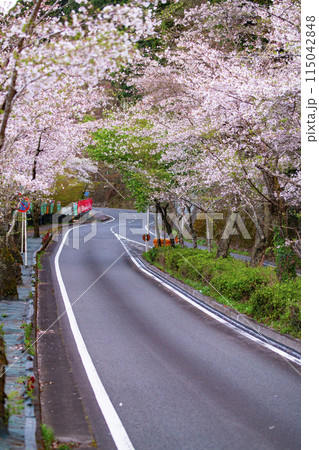 静岡県島田市　家山の桜　2024年 115042848