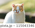 逞しく生きる野良猫 115043346