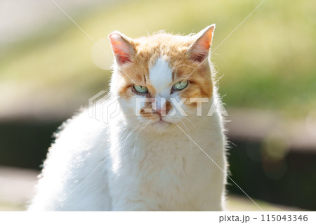 逞しく生きる野良猫 逞しく生きる野良猫 115043346