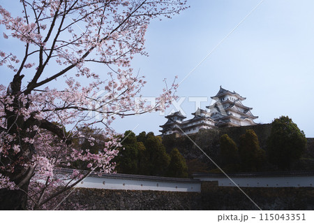 姫路城と桜 姫路城と桜 115043351