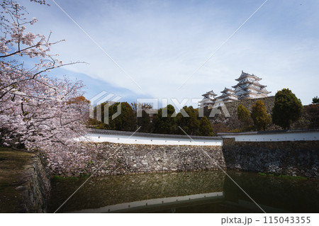 姫路城と桜 姫路城と桜 115043355