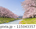 舟川べり桜並木 115043357