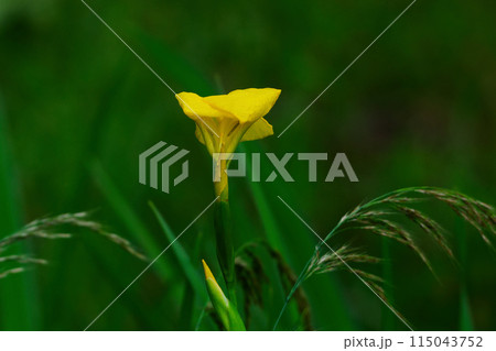 帰化植物 アヤメ科キショウブの黄色い花 帰化植物 アヤメ科キショウブの黄色い花 115043752