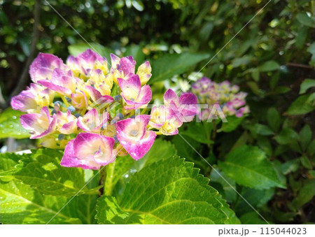 咲き始めた紫陽花 咲き始めた紫陽花 115044023