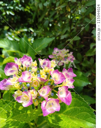 咲き始めた紫陽花 咲き始めた紫陽花 115044024