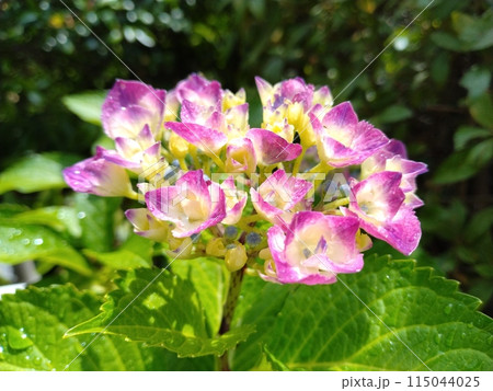 咲き始めた紫陽花 115044025