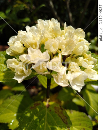 咲き始めた紫陽花 115044027