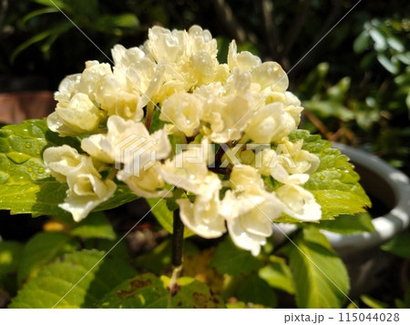 咲き始めた紫陽花 115044028