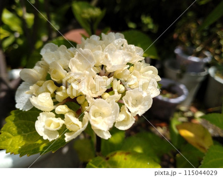 咲き始めた紫陽花 115044029