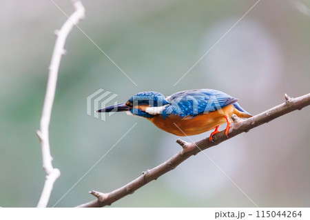 餌を捕らえるために水に飛び込む可愛いカワセミ（カワセミ科）。  日本国東京都文京区、小石川植物園にて 115044264