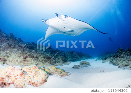 推しと推し 推しと推し 115044302