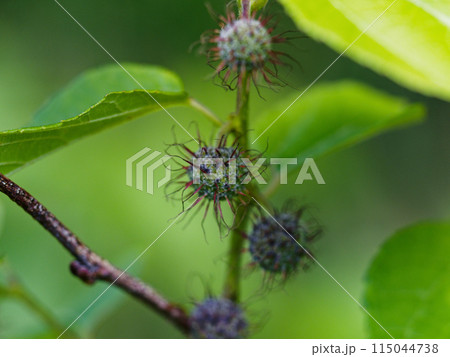クワ科コウゾ属ヒメコウゾの若い集合果 クワ科コウゾ属ヒメコウゾの若い集合果 115044738