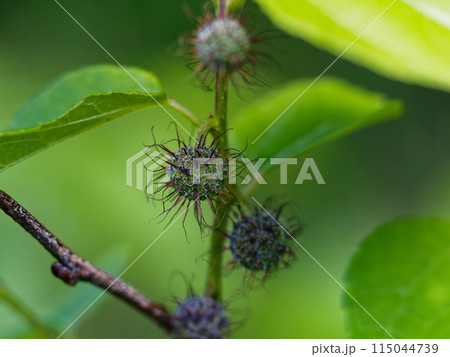 クワ科コウゾ属ヒメコウゾの若い集合果 クワ科コウゾ属ヒメコウゾの若い集合果 115044739