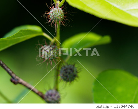 クワ科コウゾ属ヒメコウゾの若い集合果 115044740