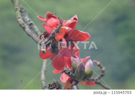 Red Silk Cotton Flower Red Silk Cotton Flower 115045703