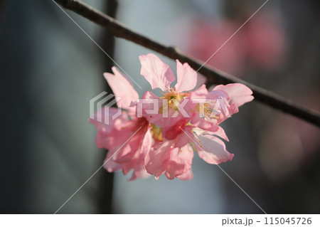 a Cherry blossoms with lights and bokeh 115045726