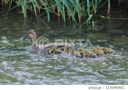 泳ぐカルガモ親子 115046461