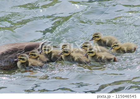川を渡るカルガモ親子 115046545