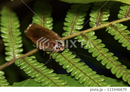 マダラゴキブリ  115046670