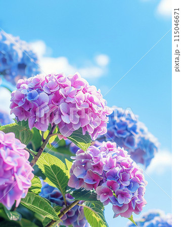 青空に映える紫陽花　AI画像 115046671