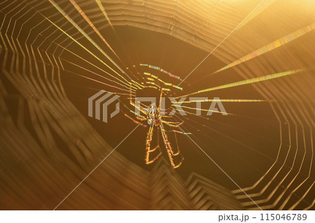 Orb Weaving Spider 115046789