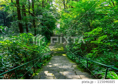【神奈川県】夏の緑が綺麗な鎌倉の妙本寺 115046885