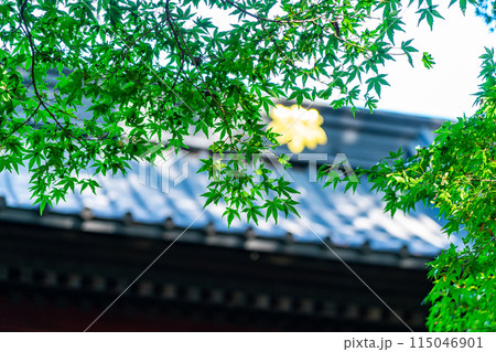 【神奈川県】夏の緑が綺麗な鎌倉の妙本寺 115046901