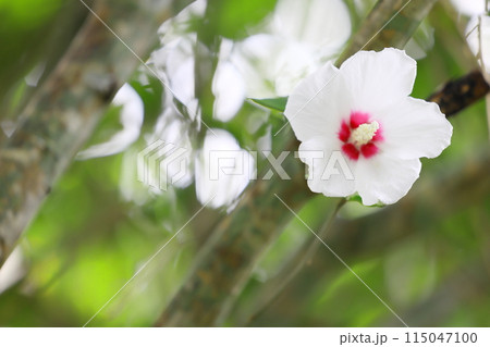 白いムクゲの花 115047100