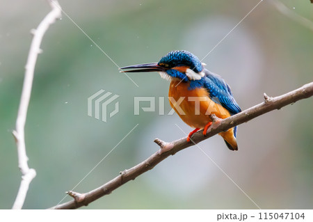自然と科学 カラー版 カワセミのすむ川 自然と科学 カラー版 カワセミの