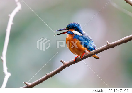 可愛いカワセミ（カワセミ科）。  日本国東京都文京区、小石川植物園にて。 2024年2月撮影。 115047106