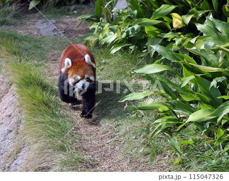 レッサーパンダ レッサーパンダ 115047326
