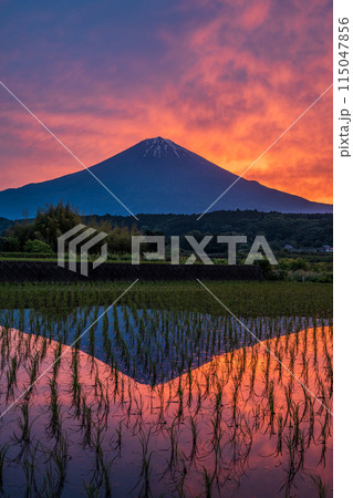 朝焼けに染まる水田の逆さ富士 115047856