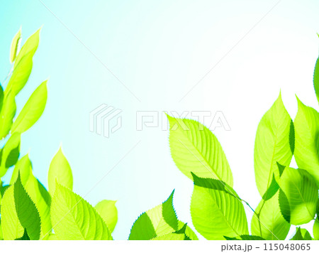 さくらの若葉_春の背景 さくらの若葉_春の背景 115048065