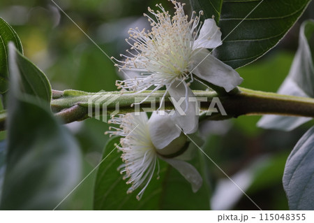 自然 植物 グァバ、フトモモ科らしい雄しべが目立つ白い花。葉腋から枝を軸に対象に咲くようです② 自然 植物 グァバ、フトモモ科らしい雄しべが目立つ白い花。葉腋から枝を軸に対象に咲くようです② 115048355