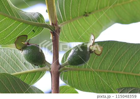 自然　植物　グァバ、受粉が完了して子房が膨らんできた状態。萼片（？）のリボンがかわいい 115048359