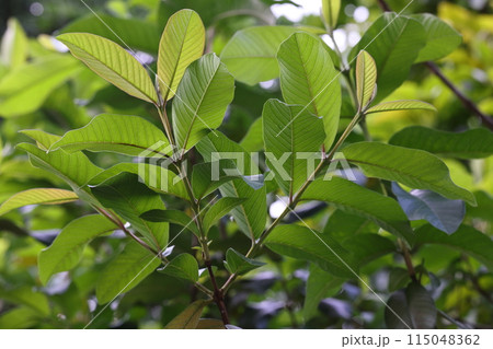自然 植物 グァバ、葉はお茶として利用されています。急激な血糖値上昇を抑制する効果があるとか 自然 植物 グァバ、葉はお茶として利用されています。急激な血糖値上昇を抑制する効果があるとか 115048362