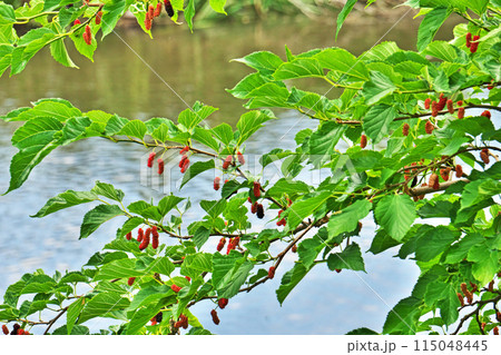 カラフルな色のクワの実（春、五月） 115048445