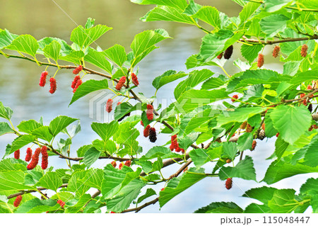 カラフルな色のクワの実（春、五月） 115048447