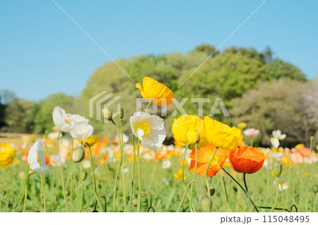 ポピーの群生と青空に映える景観 ポピーの群生と青空に映える景観 115048495