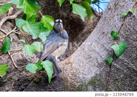 美しいヒヨドリ（ヒヨドリ科）。  日本国千葉県市川市、大町公園自然観察園にて。 2024年2月撮影。 115048789