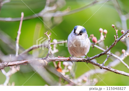 もふもふで可愛いエナガ（エナガ科）。  日本国東京都文京区、小石川植物園にて。 2024年2月撮影。 115048827