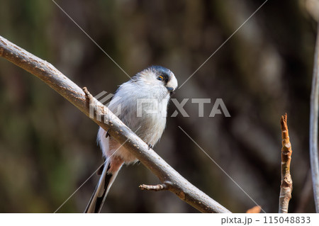 もふもふで可愛いエナガ(エナガ科)。 日本国東京都文京区、小石川植物園にて。 2024年2月撮影。 もふもふで可愛いエナガ(エナガ科)。 日本国東京都文京区、小石川植物園にて。 2024年2月撮影。 115048833