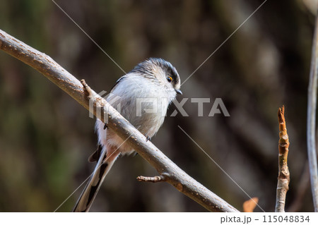 もふもふで可愛いエナガ（エナガ科）。  日本国東京都文京区、小石川植物園にて。 2024年2月撮影。 115048834
