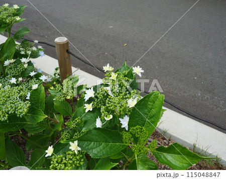飛鳥の小径に植えられているアジサイ 115048847